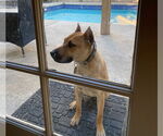 Small American Staffordshire Terrier Mix