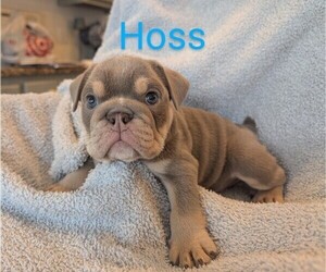 Medium Bulldog