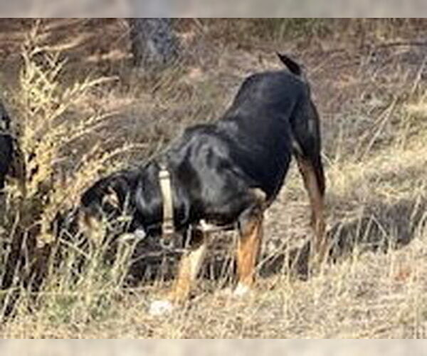Medium Photo #3 Mutt Puppy For Sale in Polson, MT, USA