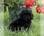 Small Poodle (Miniature)