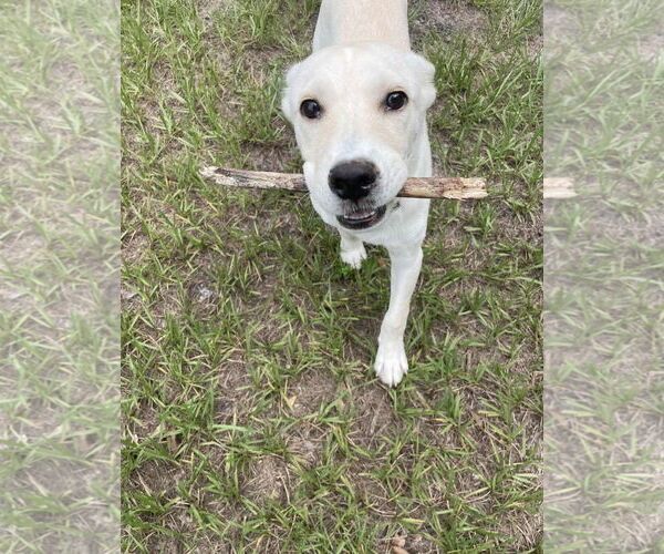 Medium Photo #3 Carolina Dog-Unknown Mix Puppy For Sale in Sanford, FL, USA