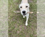 Small #2 Carolina Dog Mix