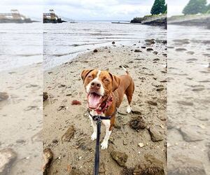 Garlic - Male Boxador Dog for Adoption - Photo #2