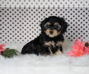 Cavapoo Puppy for sale in FREDERICKSBG, OH, USA