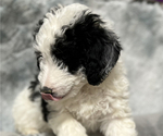 Small #2 Miniature Bernedoodle-Poodle (Toy) Mix