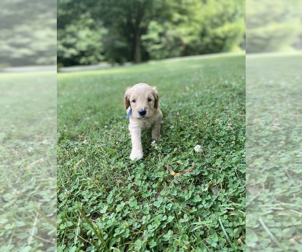 Medium Photo #1 Goldendoodle Puppy For Sale in SHIPPENSBURG, PA, USA