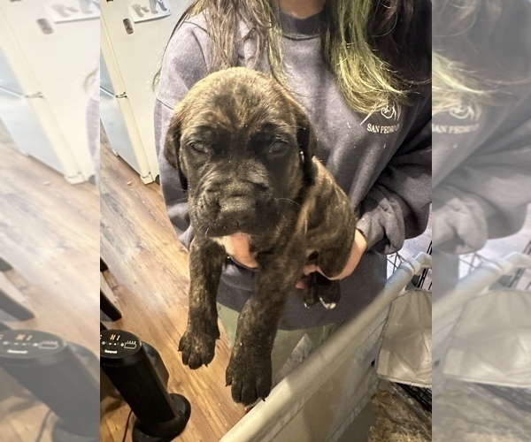 Medium Photo #17 Cane Corso-Saint Bernard Mix Puppy For Sale in LIVERMORE, CA, USA