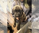 Small Photo #17 Cane Corso-Saint Bernard Mix Puppy For Sale in LIVERMORE, CA, USA