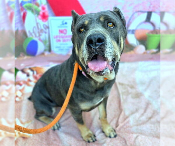Medium Photo #3 English Mastweiler Puppy For Sale in Long Beach, CA, USA