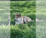 Small #2 Shiba Inu