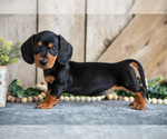 Puppy Honey Dachshund