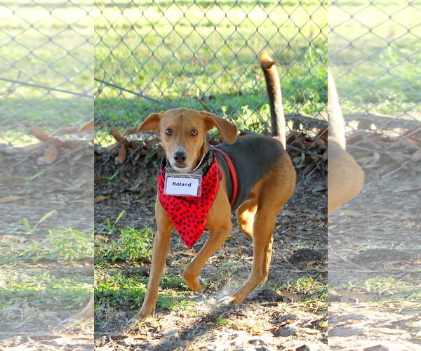 Medium Photo #7 Beagle Puppy For Sale in Tampa, FL, USA