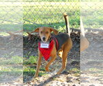 Small #6 Beagle