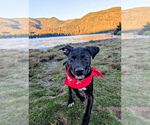 Small #1 Labrador Retriever Mix