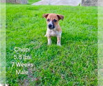 Small Photo #2 Jack Russell Terrier-Parson Russell Terrier Mix Puppy For Sale in Sanford, FL, USA