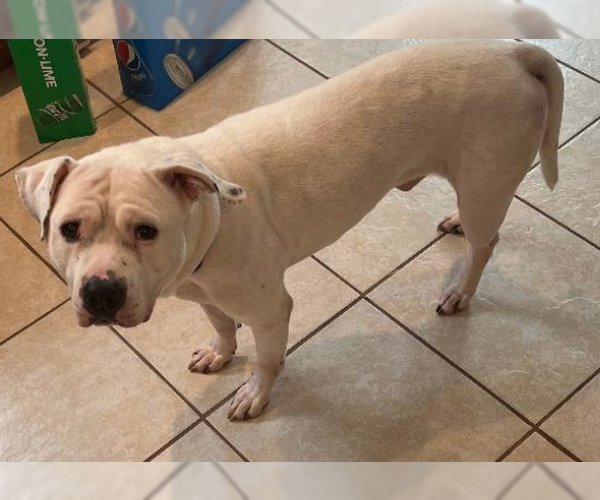 Medium Photo #8 Bulloxer Puppy For Sale in Decatur, GA, USA