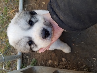 Great Pyrenees Puppy for sale in BARBOURVILLE, KY, USA
