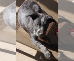 Small Photo #15 Australian Cattle Dog Puppy For Sale in SYLMAR, CA, USA