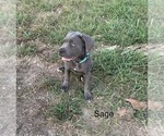 Small Photo #4 Cane Corso Puppy For Sale in MASON, IL, USA