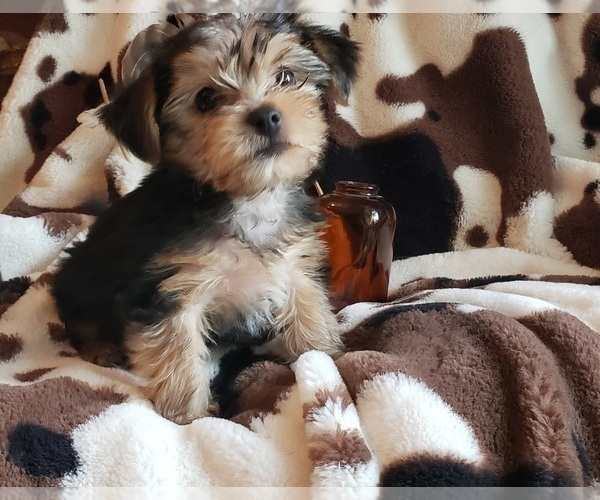 Medium Photo #40 Shorkie Tzu Puppy For Sale in NEVADA, TX, USA