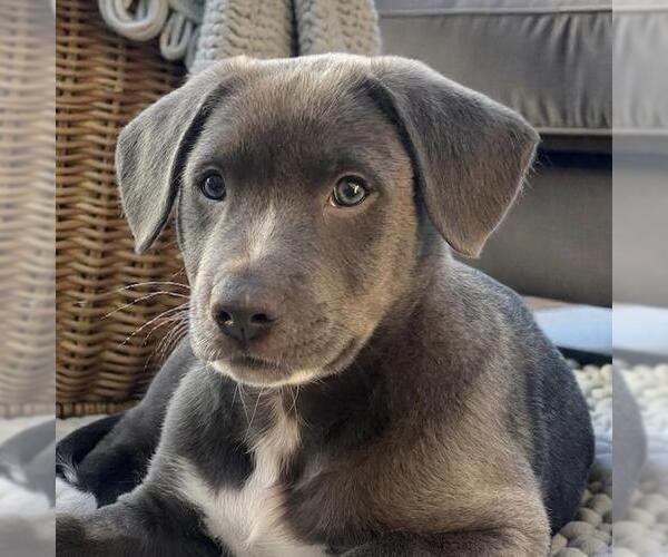 Medium Photo #6 Mutt Puppy For Sale in San Diego, CA, USA