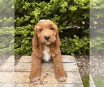 Small #3 Goldendoodle (Miniature)