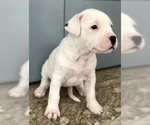 Small Photo #5 Dogo Argentino Puppy For Sale in AUSTIN, TX, USA