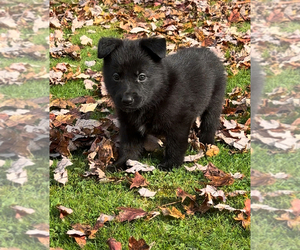 German Shepherd Dog Puppy for sale in VOLANT, PA, USA