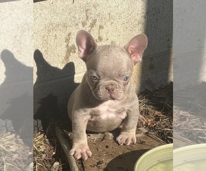 French Bulldog Puppy for sale in GREENFIELD, WI, USA