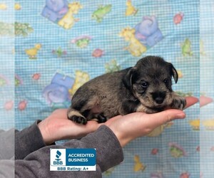 Schnauzer (Miniature) Puppy for sale in WINNSBORO, LA, USA