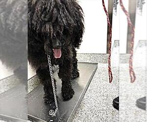 Puli-Unknown Mix Dogs for adoption in Houston, TX, USA