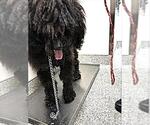 Small Puli Mix