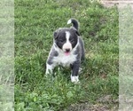 Small Photo #11 Border Collie Puppy For Sale in BERRIEN SPRINGS, MI, USA