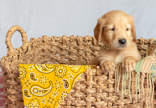 Medium Photo #8 Golden Retriever Puppy For Sale in EX SPGS, MO, USA