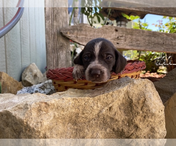 Medium Photo #15 German Wirehaired Pointer Puppy For Sale in PAOLA, KS, USA