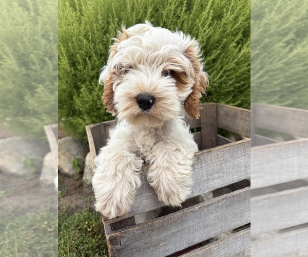 Medium Photo #3 Cockapoo (Miniature) Puppy For Sale in MIDDLEBURY, IN, USA