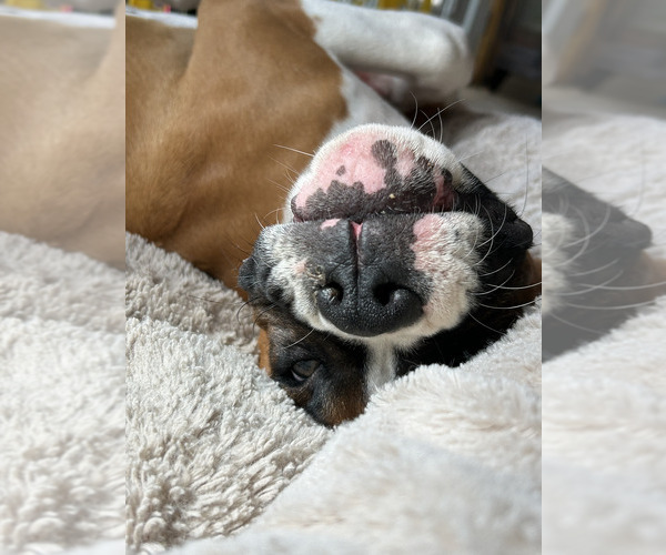 Medium Photo #30 Boxer Puppy For Sale in STRUM, WI, USA