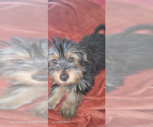 Medium Photo #2 Yorkshire Terrier Puppy For Sale in AKRON, OH, USA