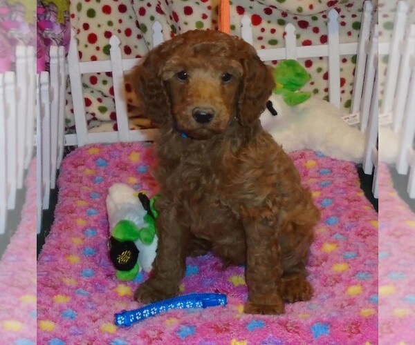 Medium Photo #1 Poodle (Standard) Puppy For Sale in CLATSKANIE, OR, USA