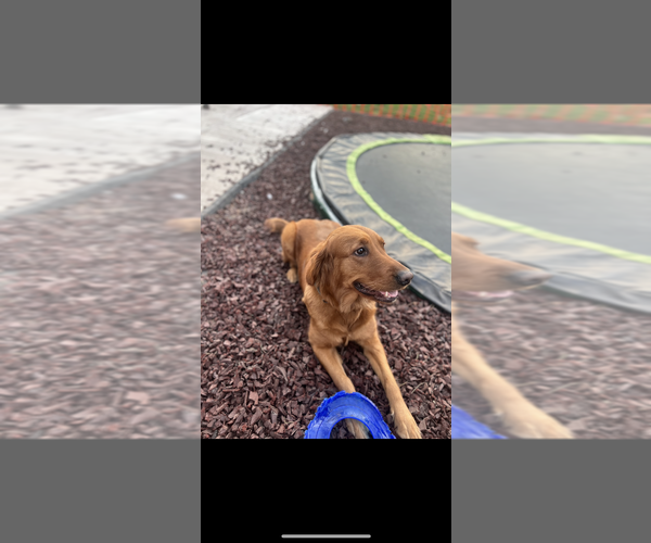Medium Photo #1 Golden Retriever Puppy For Sale in SAINT GEORGE, UT, USA