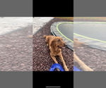 Small Photo #1 Golden Retriever Puppy For Sale in SAINT GEORGE, UT, USA