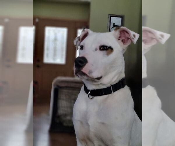 Medium Photo #13 American Staffordshire Terrier-Unknown Mix Puppy For Sale in Wenonah, NJ, USA