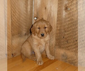 Medium Golden Retriever