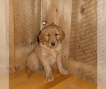 Puppy Tootsie Golden Retriever