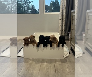 Poodle (Standard) Puppy for sale in WILLOWS, CA, USA