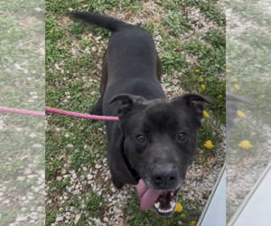 American Pit Bull Terrier-Labrador Retriever Mix Dogs for adoption in Sistersville, WV, USA