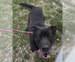 Small American Pit Bull Terrier-Labrador Retriever Mix
