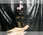 Puppy 10 Poodle (Miniature)