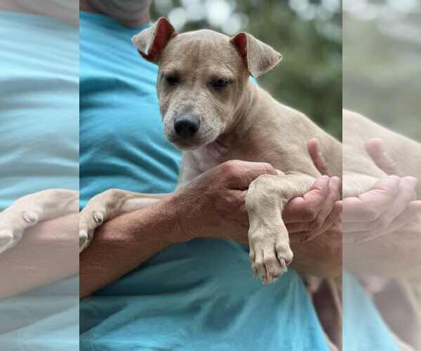 Medium Photo #4 Bulldog-Unknown Mix Puppy For Sale in White Bluff, TN, USA