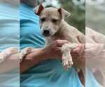 Small #3 Bulldog Mix